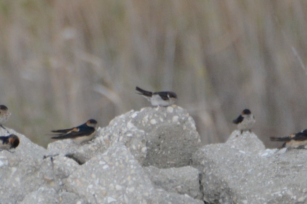 Western House Martin
