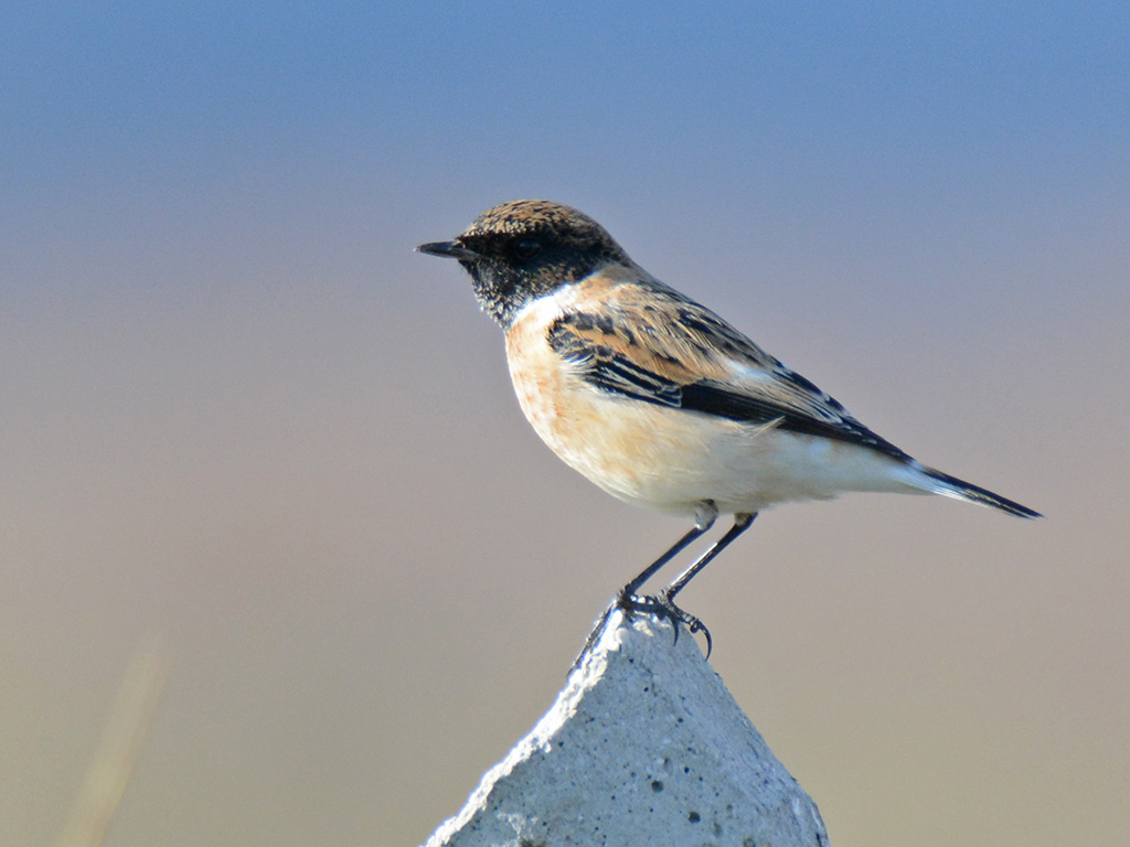 Siberian Stonechat