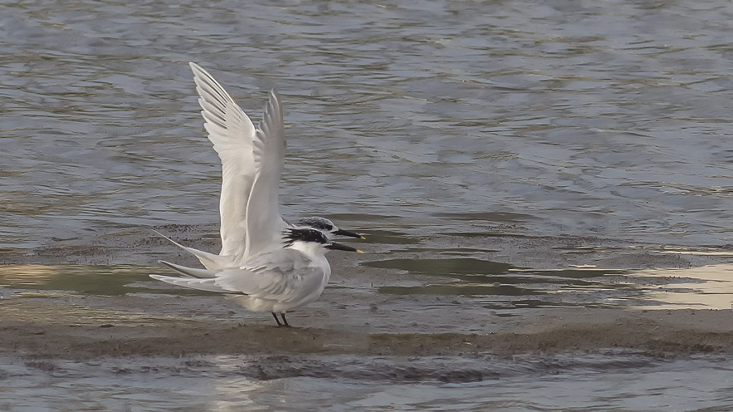 Sandwich Tern