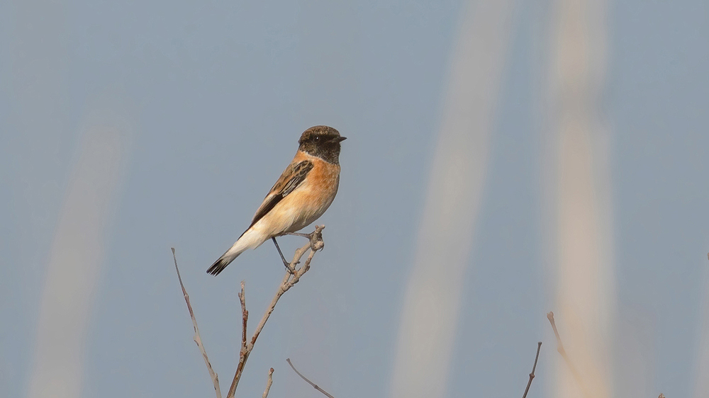 Siberian Stonechat