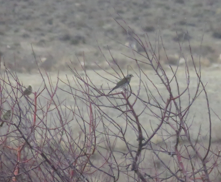 Fieldfare