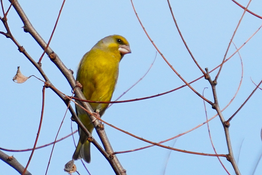 European Greenfinch