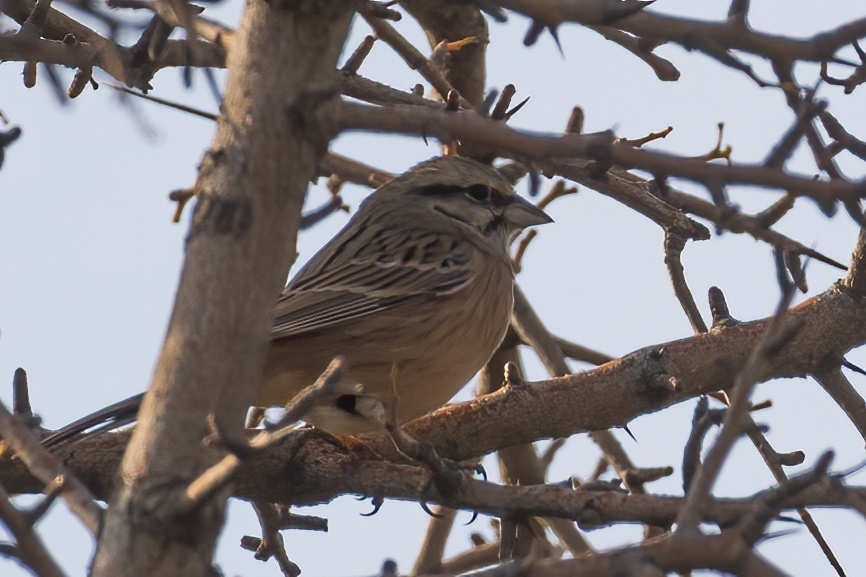 Rock Bunting