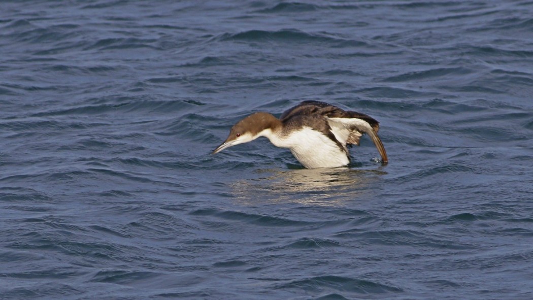 Black-throated Loon