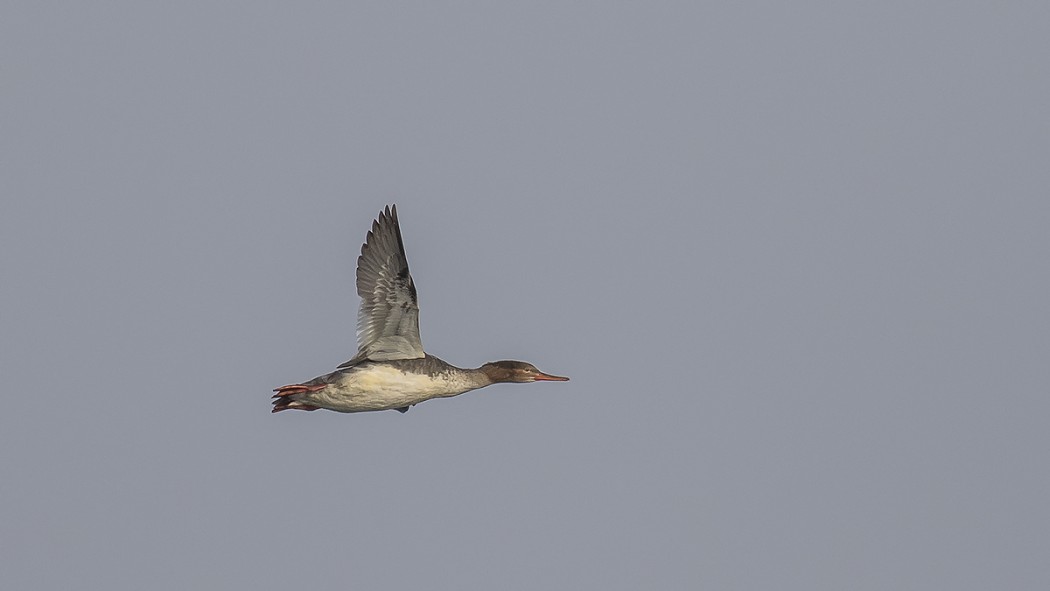 Red-breasted Merganser