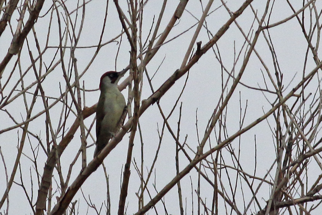 European Green Woodpecker