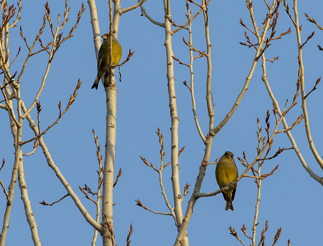 European Greenfinch