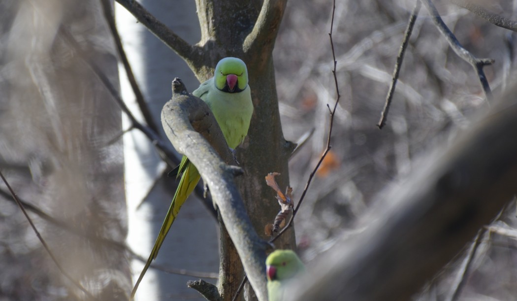 Rose-ringed Parakeet