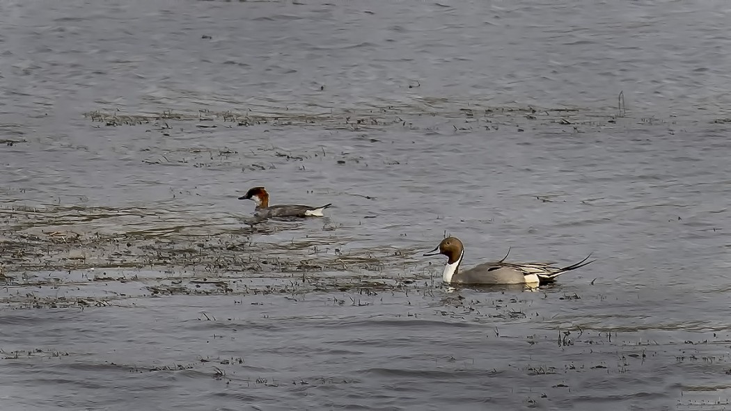 Northern Pintail