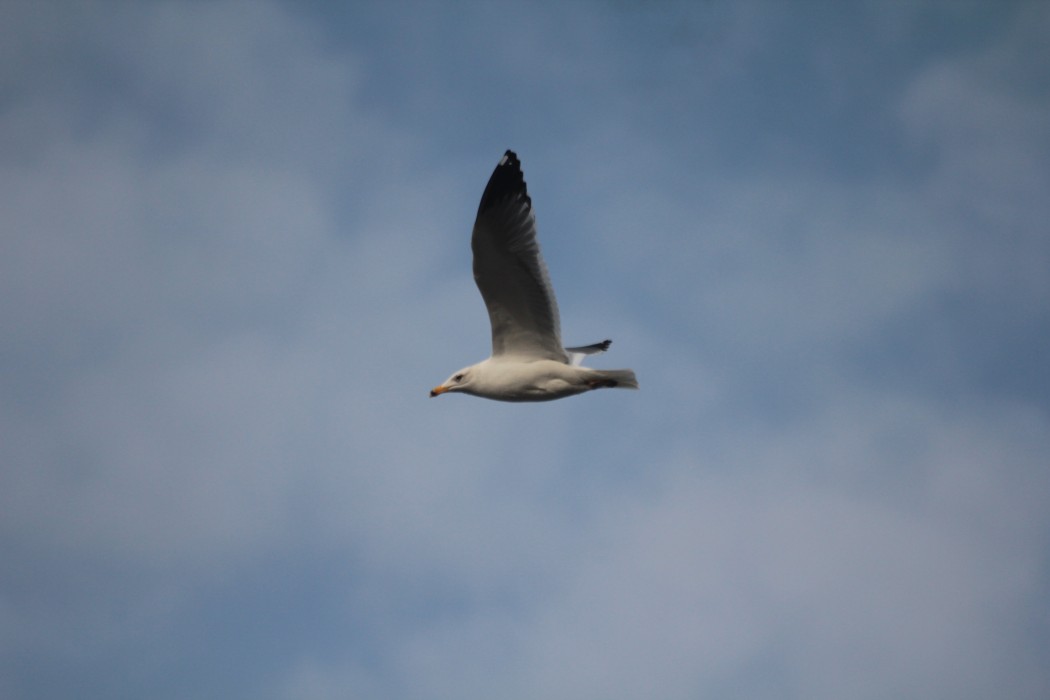 Armenian Gull