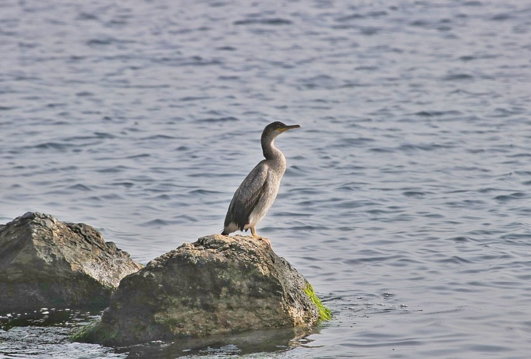 European Shag