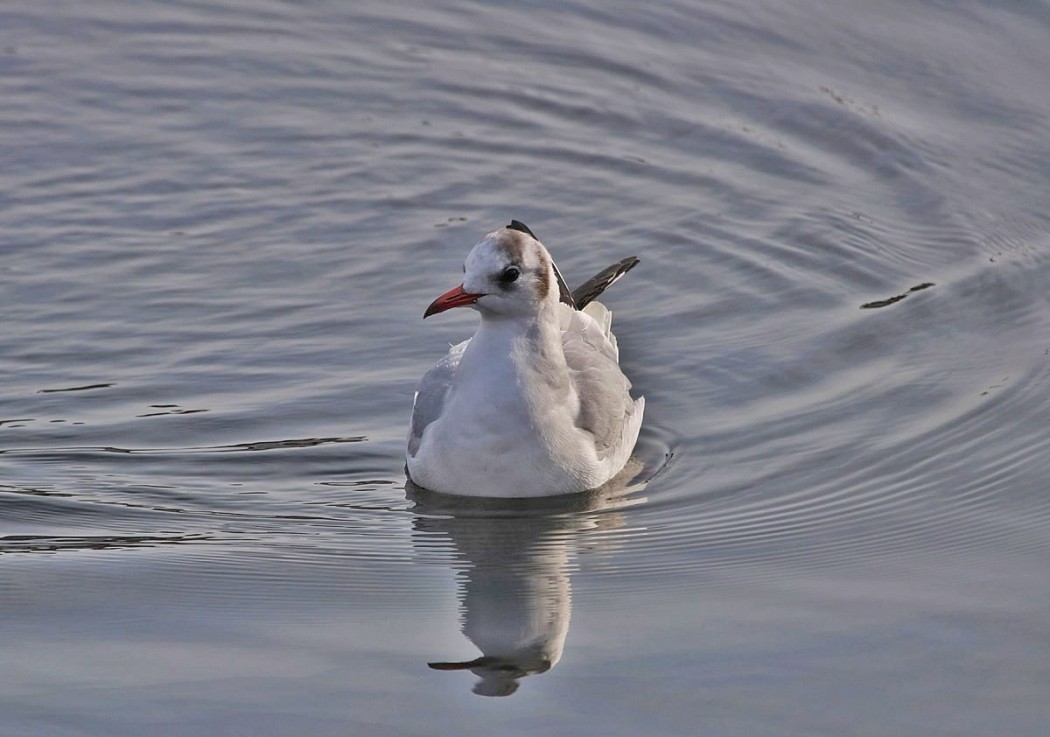 Black-headed Gull