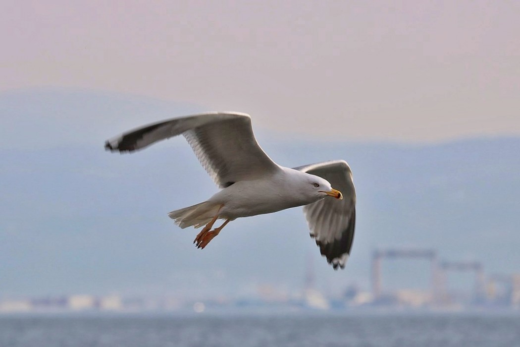 Yellow-legged Gull