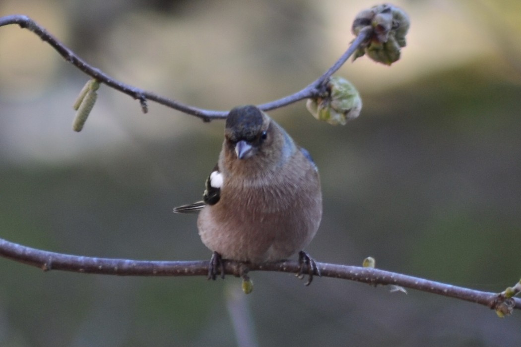 Common Chaffinch