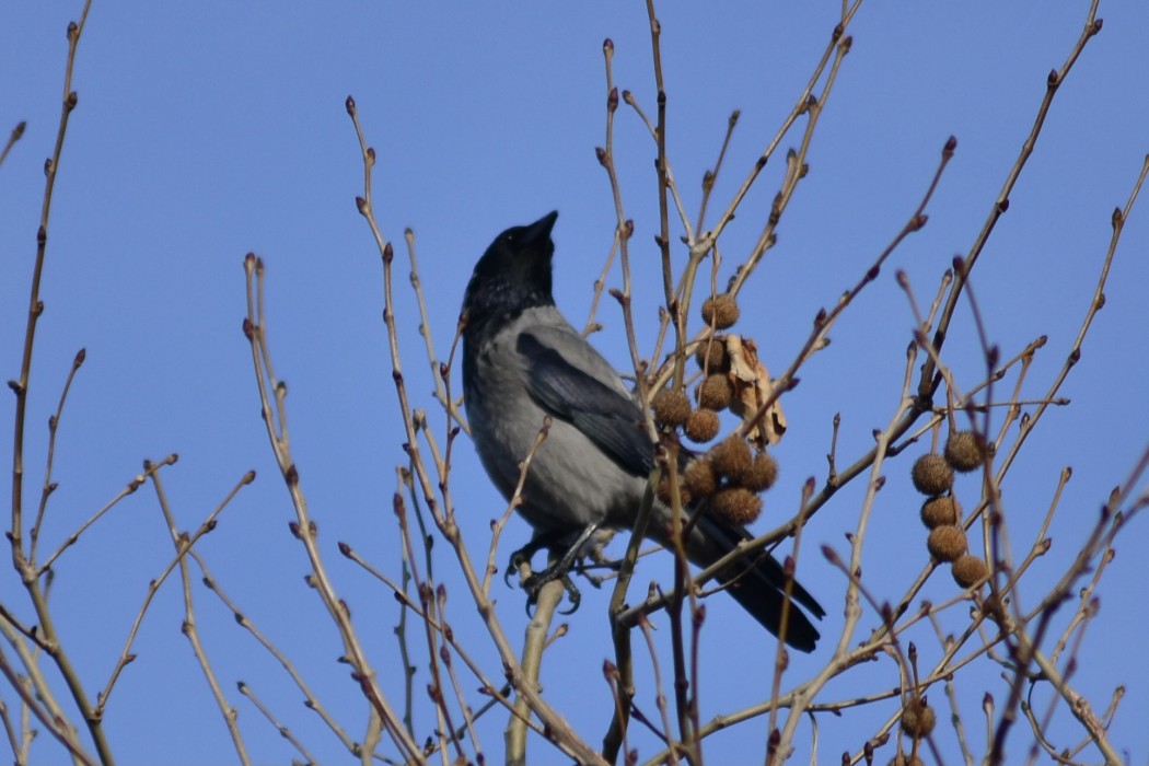 Hooded Crow