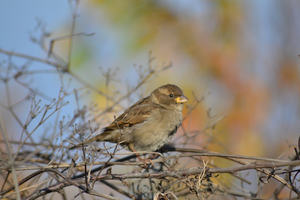 House Sparrow