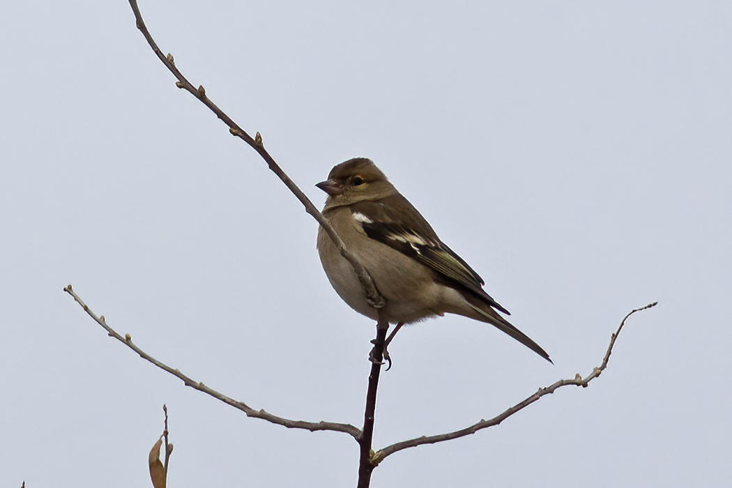 Common Chaffinch