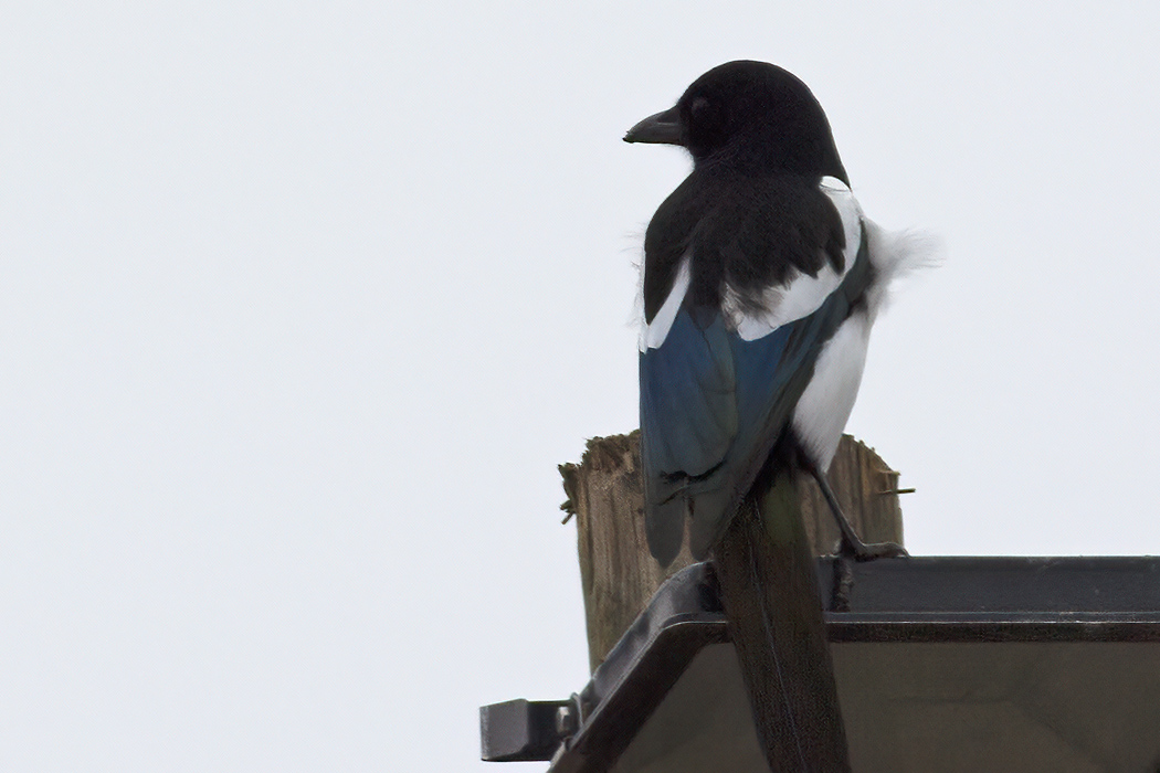 Eurasian Magpie