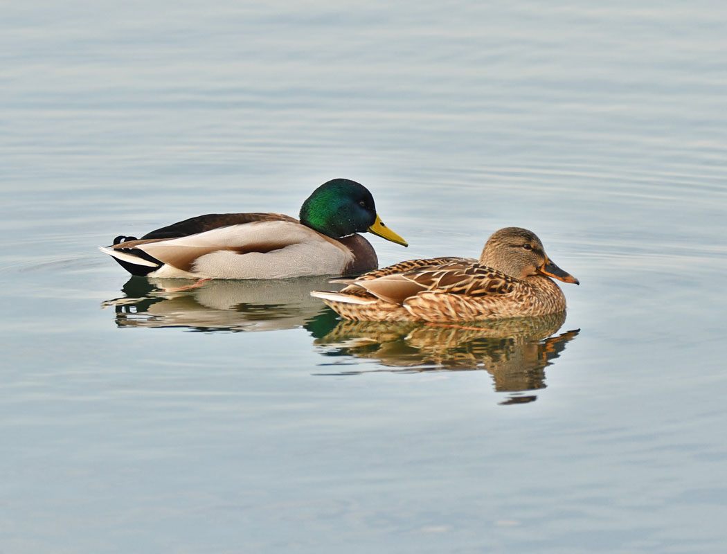 Mallard