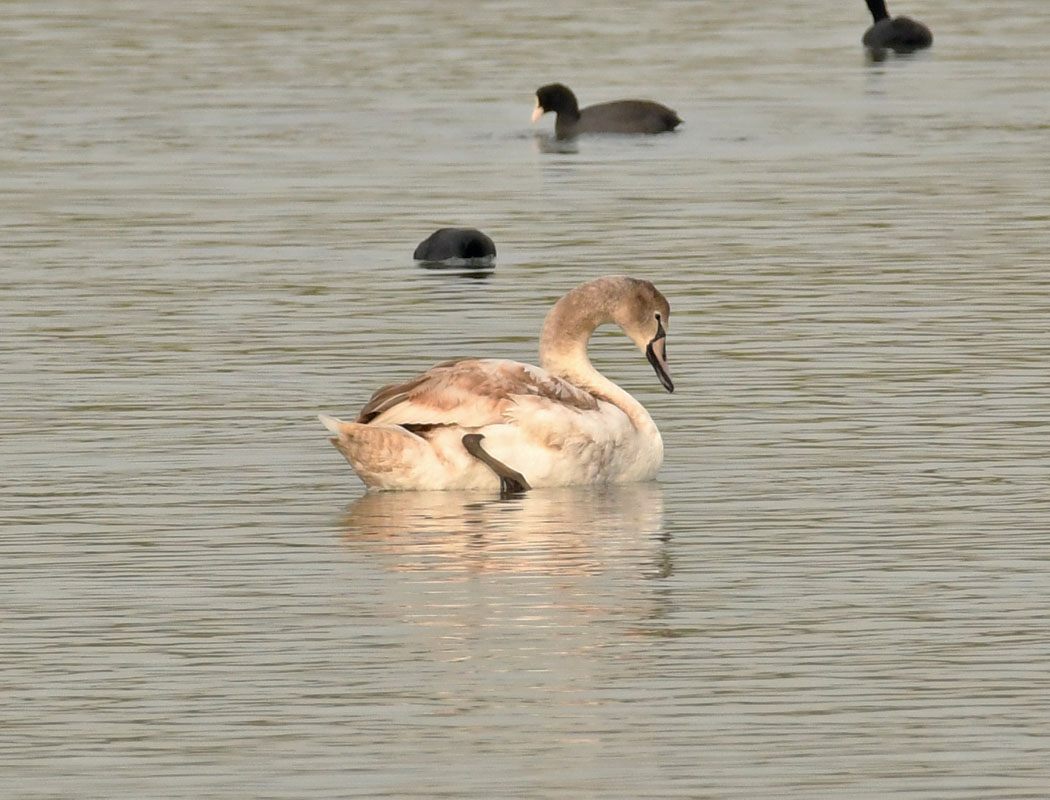 Mute Swan