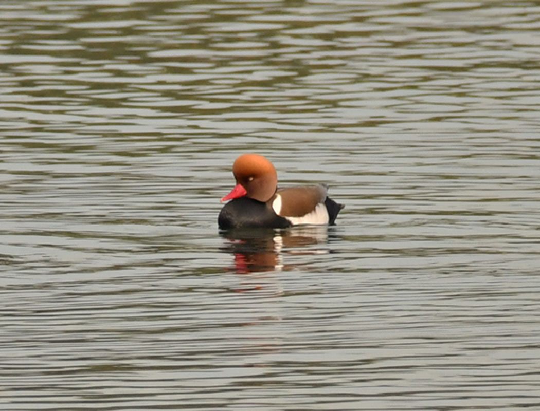 Red-crested Pochard