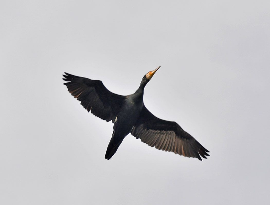 Great Cormorant
