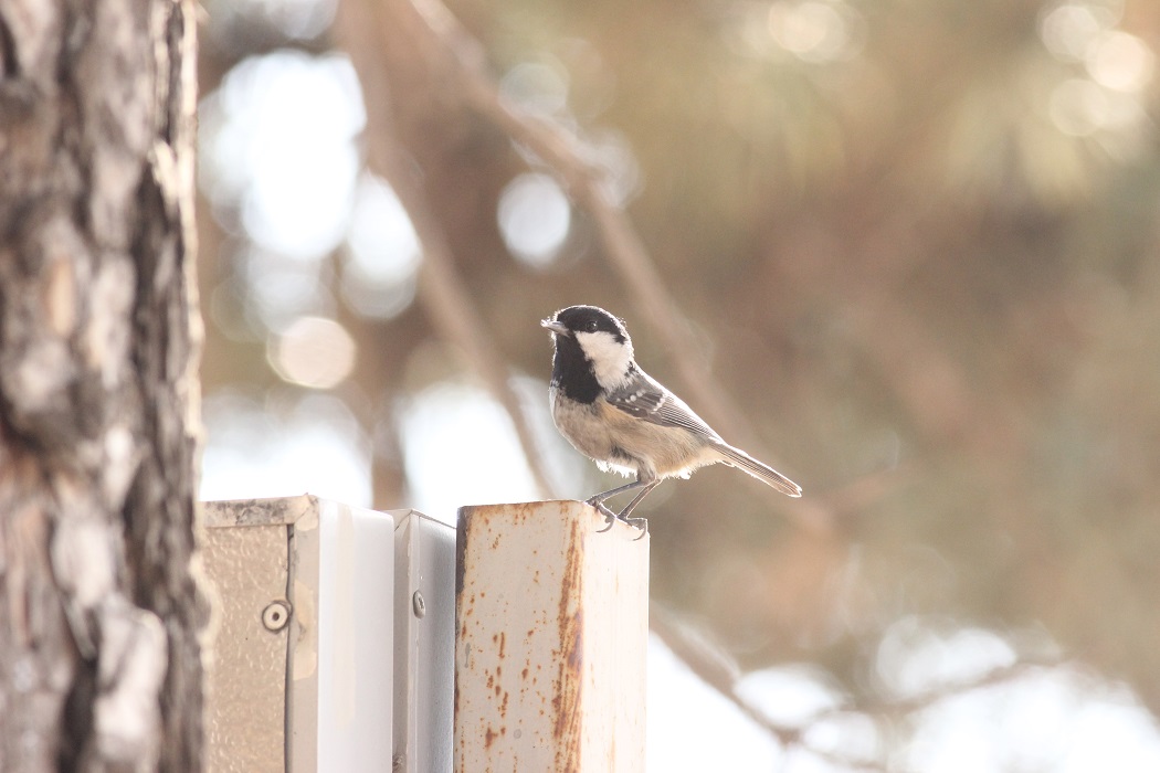 Coal Tit