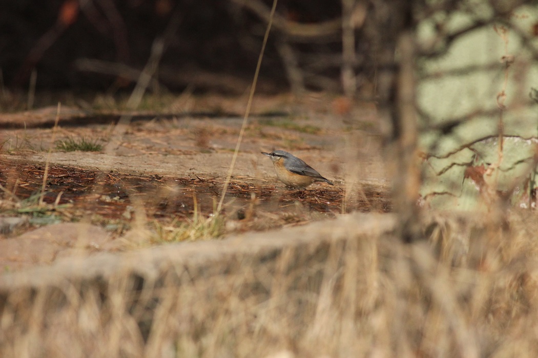 Eurasian Nuthatch