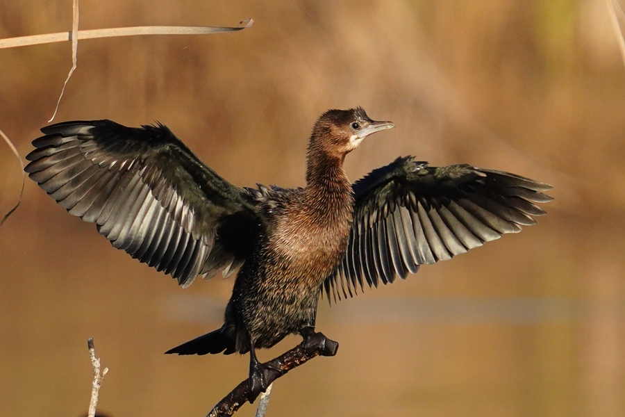 Pygmy Cormorant