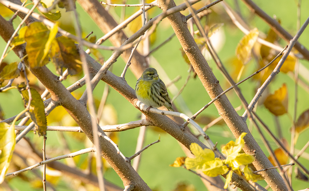 European Serin