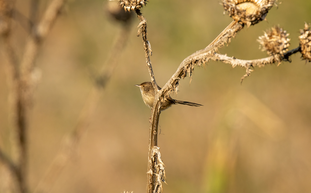 Delicate Prinia