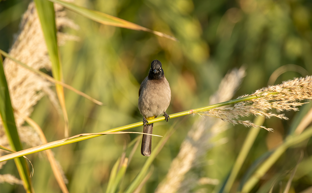 White-spectacled Bulbul