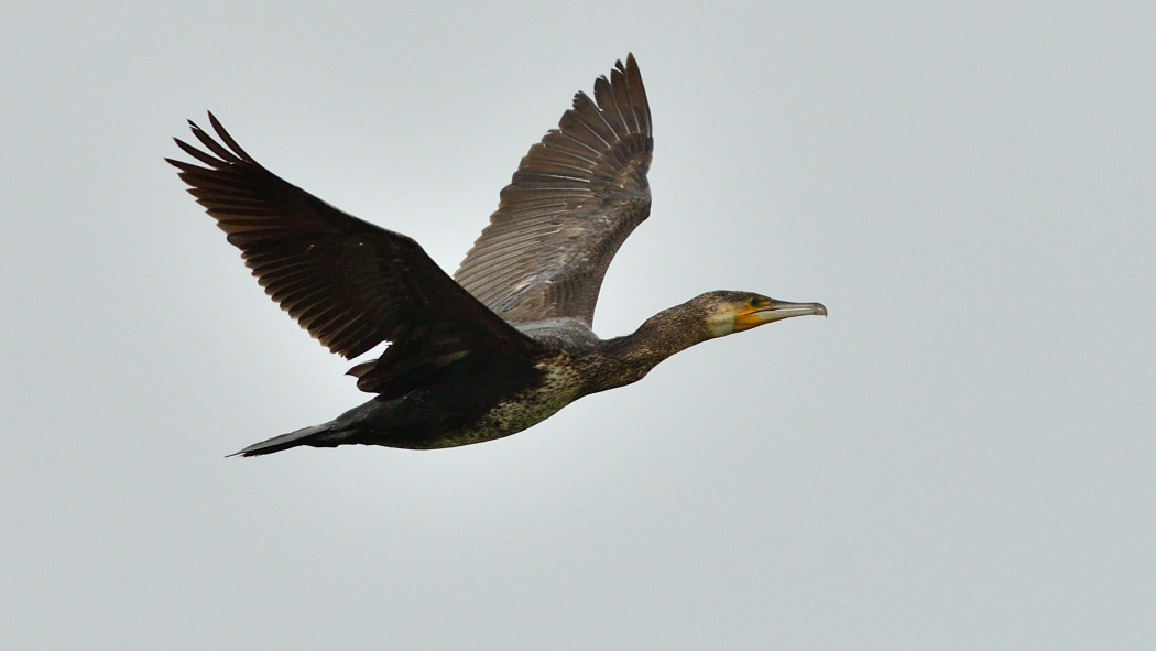 Great Cormorant