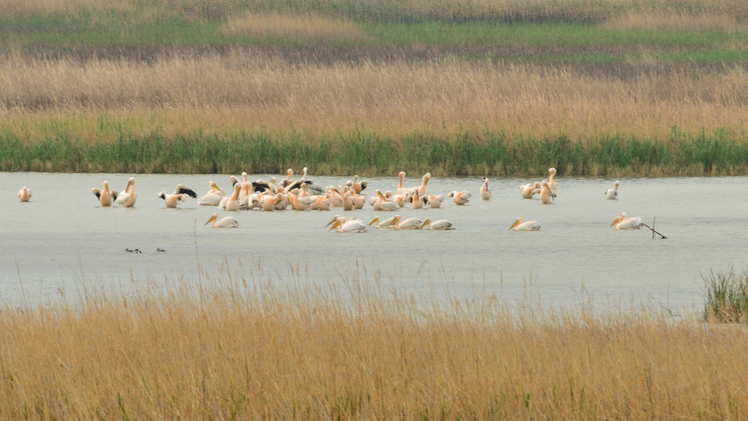 Great White Pelican