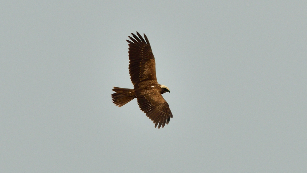 Western Marsh Harrier