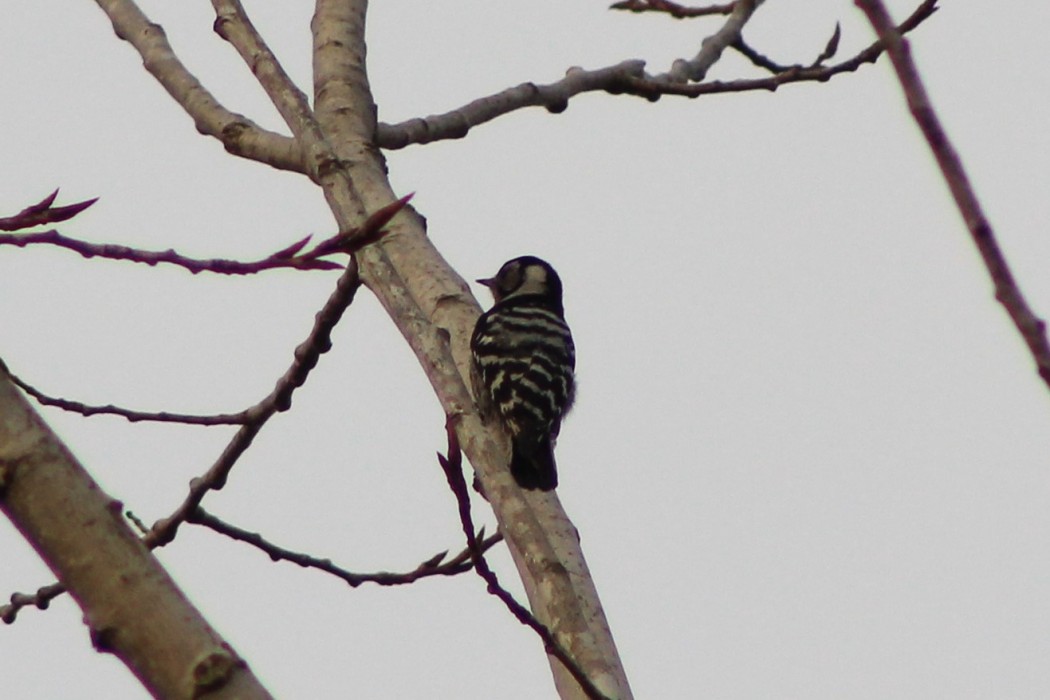 Lesser Spotted Woodpecker
