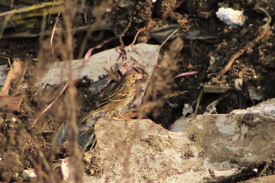 Meadow Pipit