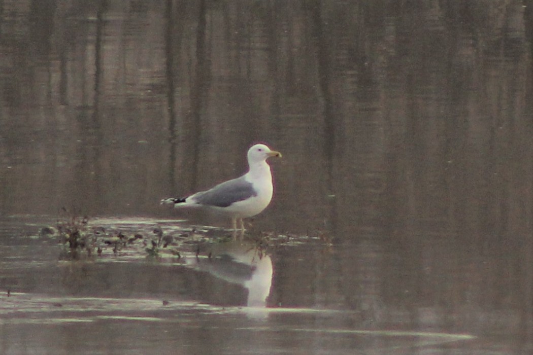 Caspian Gull