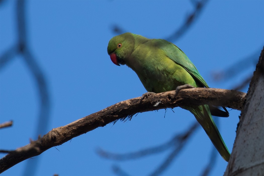 Rose-ringed Parakeet