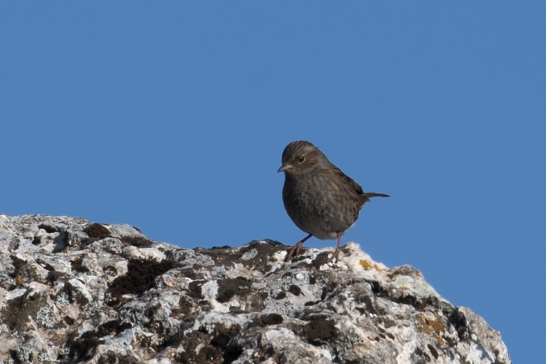 Dunnock