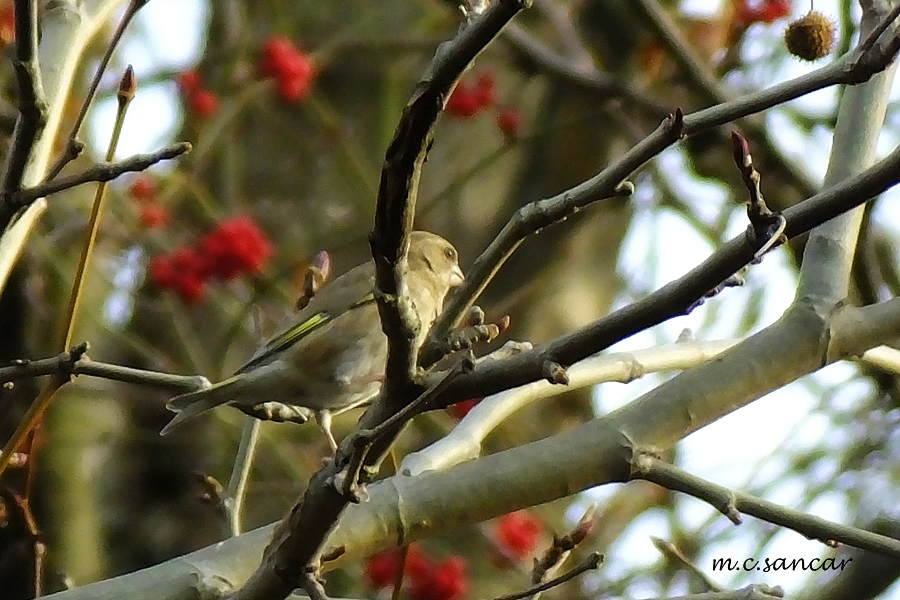 European Greenfinch