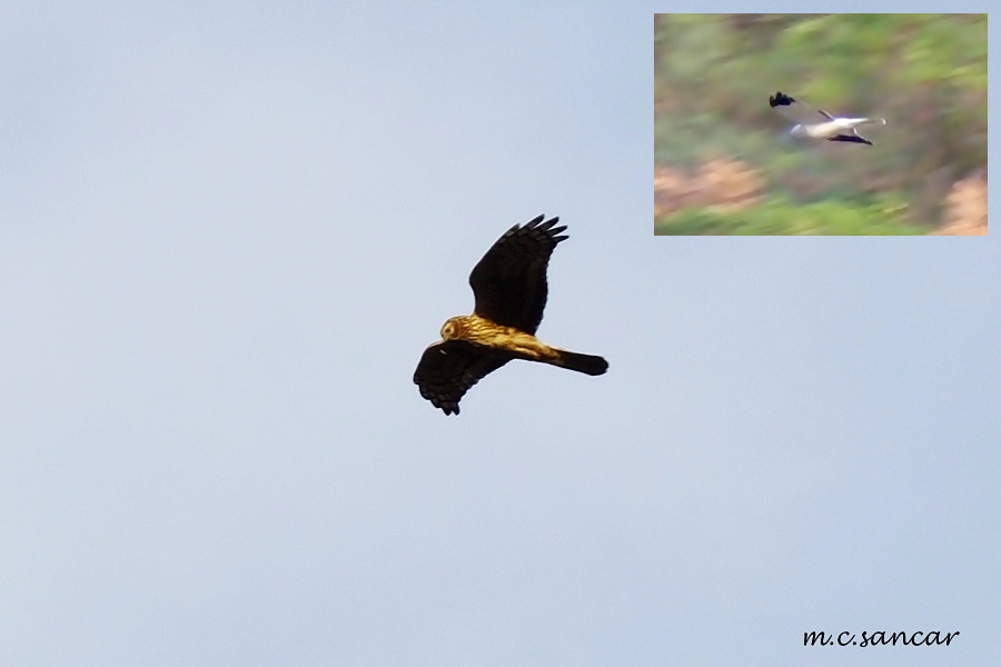 Hen Harrier