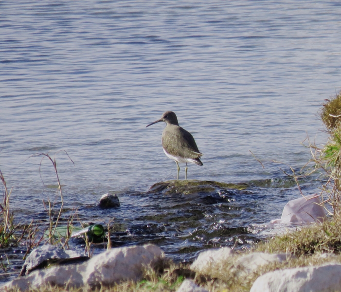 Green Sandpiper