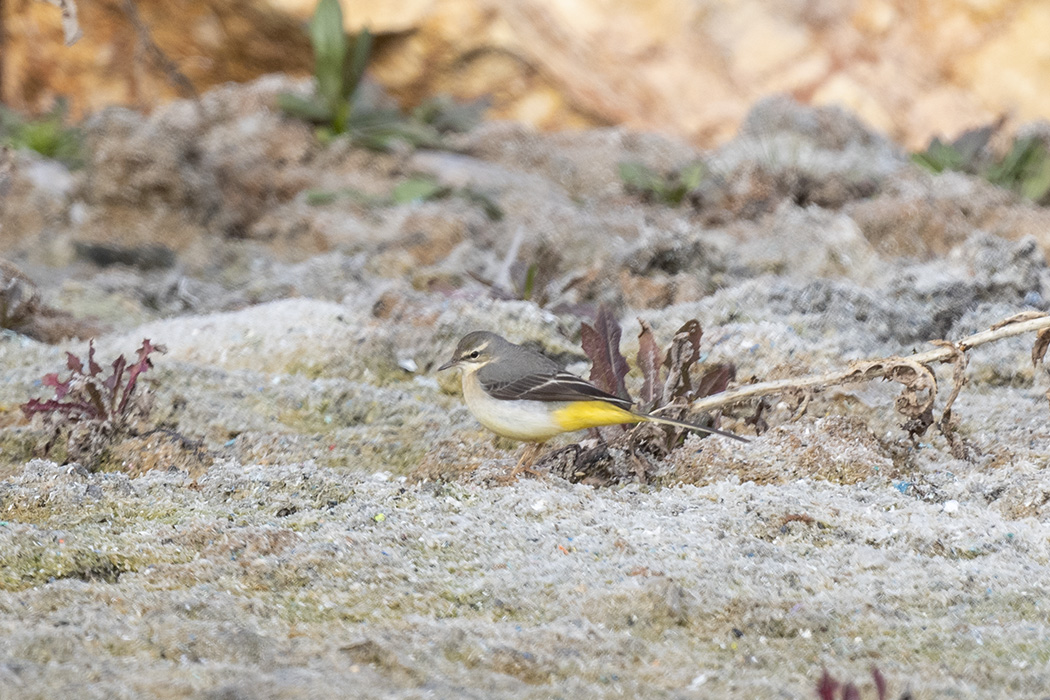 Grey Wagtail