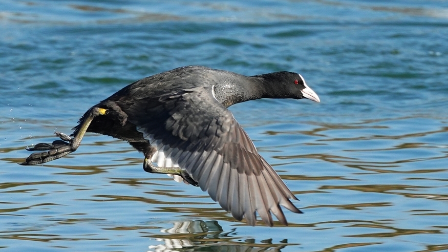Eurasian Coot