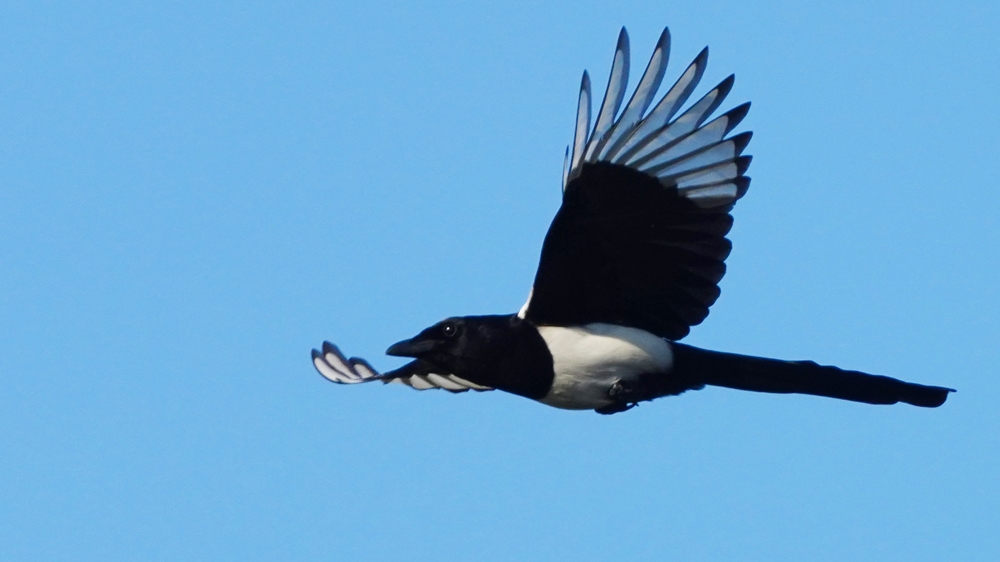 Eurasian Magpie