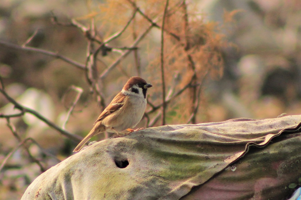 Eurasian Tree Sparrow