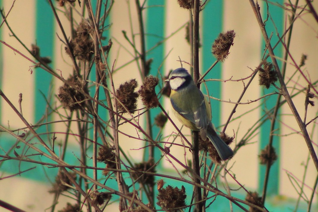 Eurasian Blue Tit