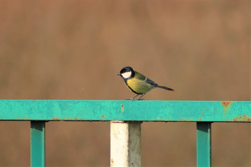 Great Tit