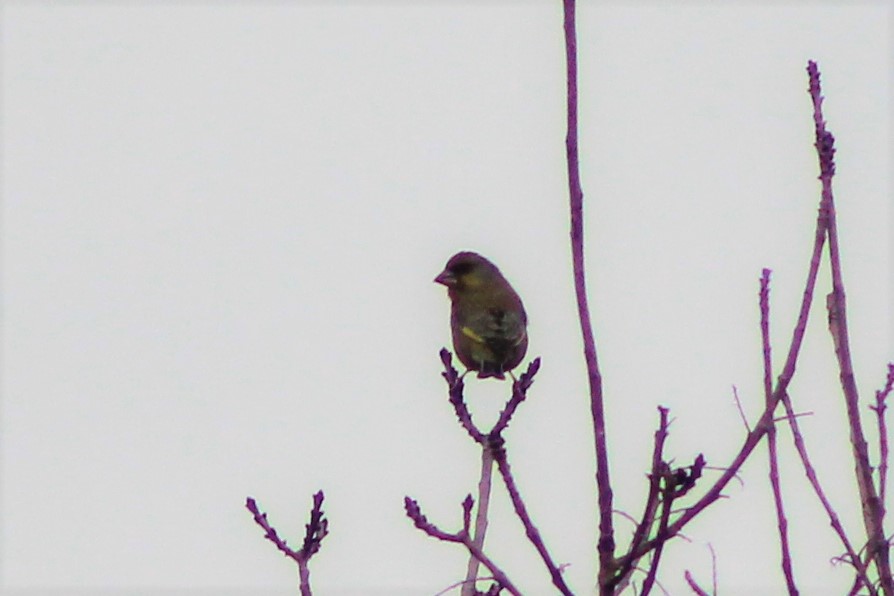 European Greenfinch
